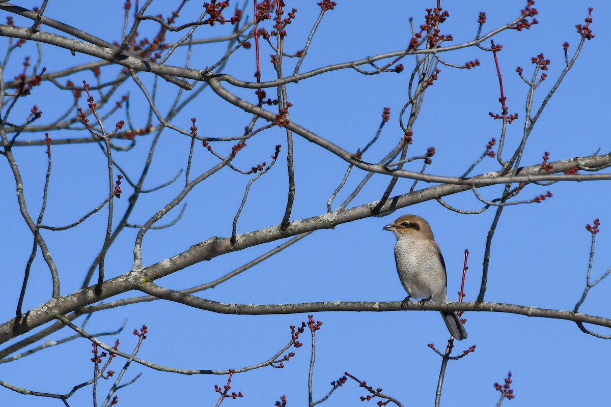 Northern Shrike - ML645745487