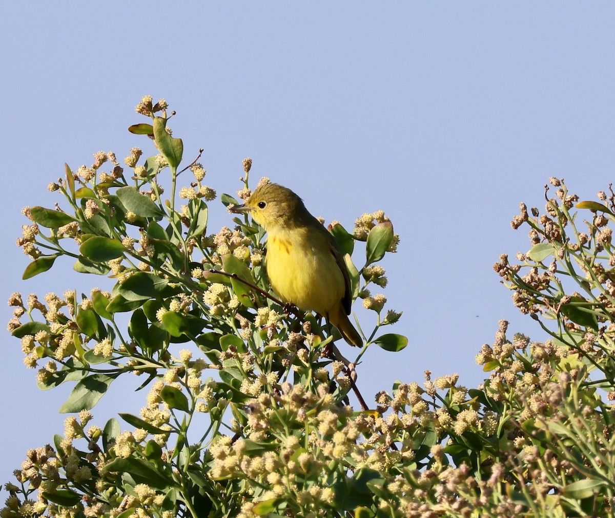 Northern Yellow Warbler - ML645745497