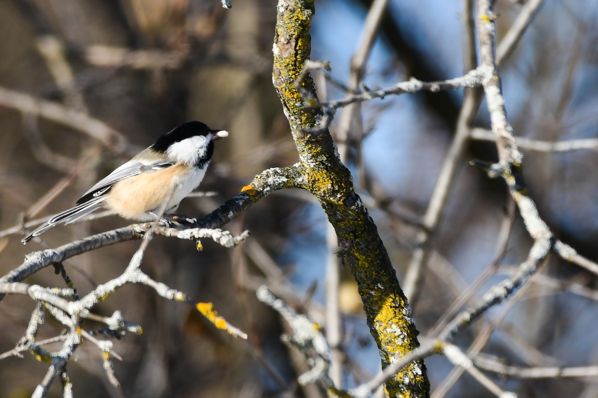 Black-capped Chickadee - ML645745499
