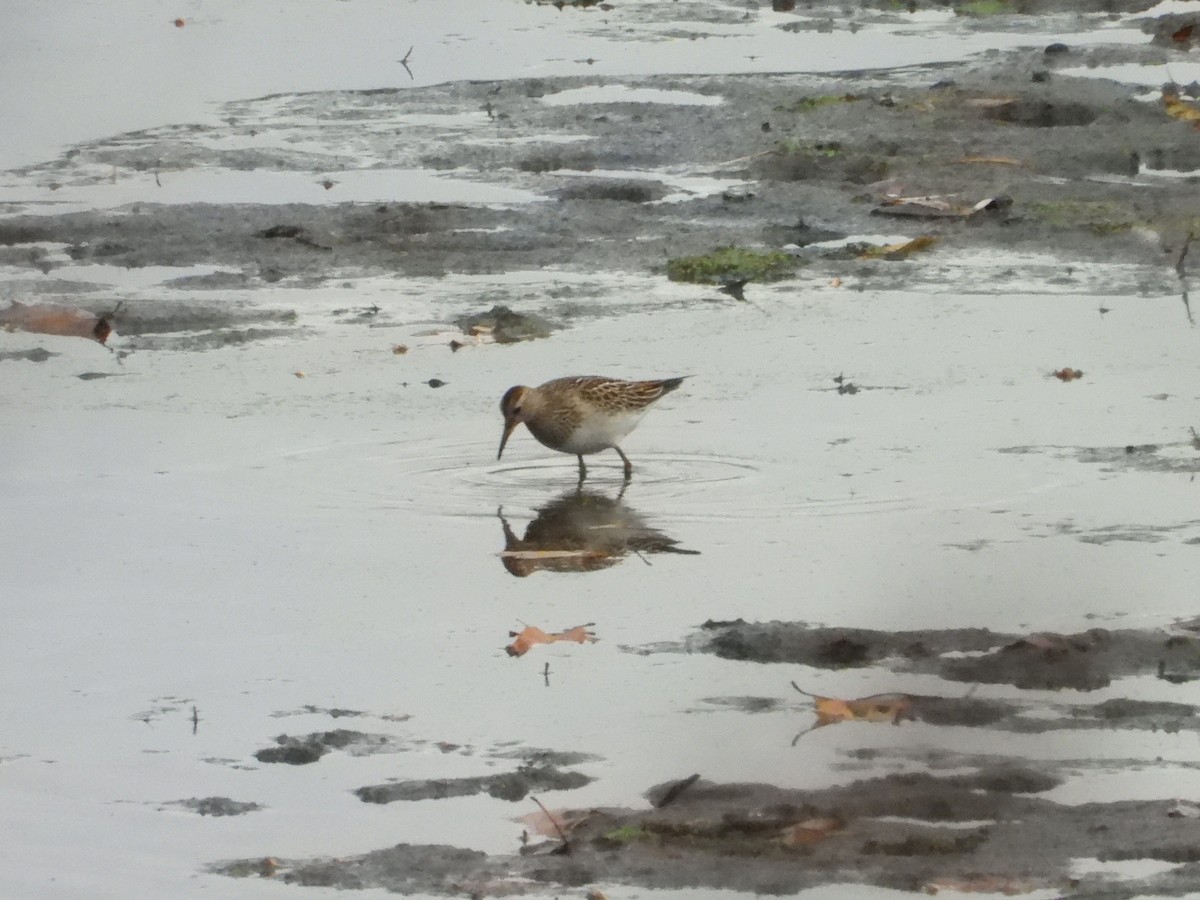 Pectoral Sandpiper - ML645745502