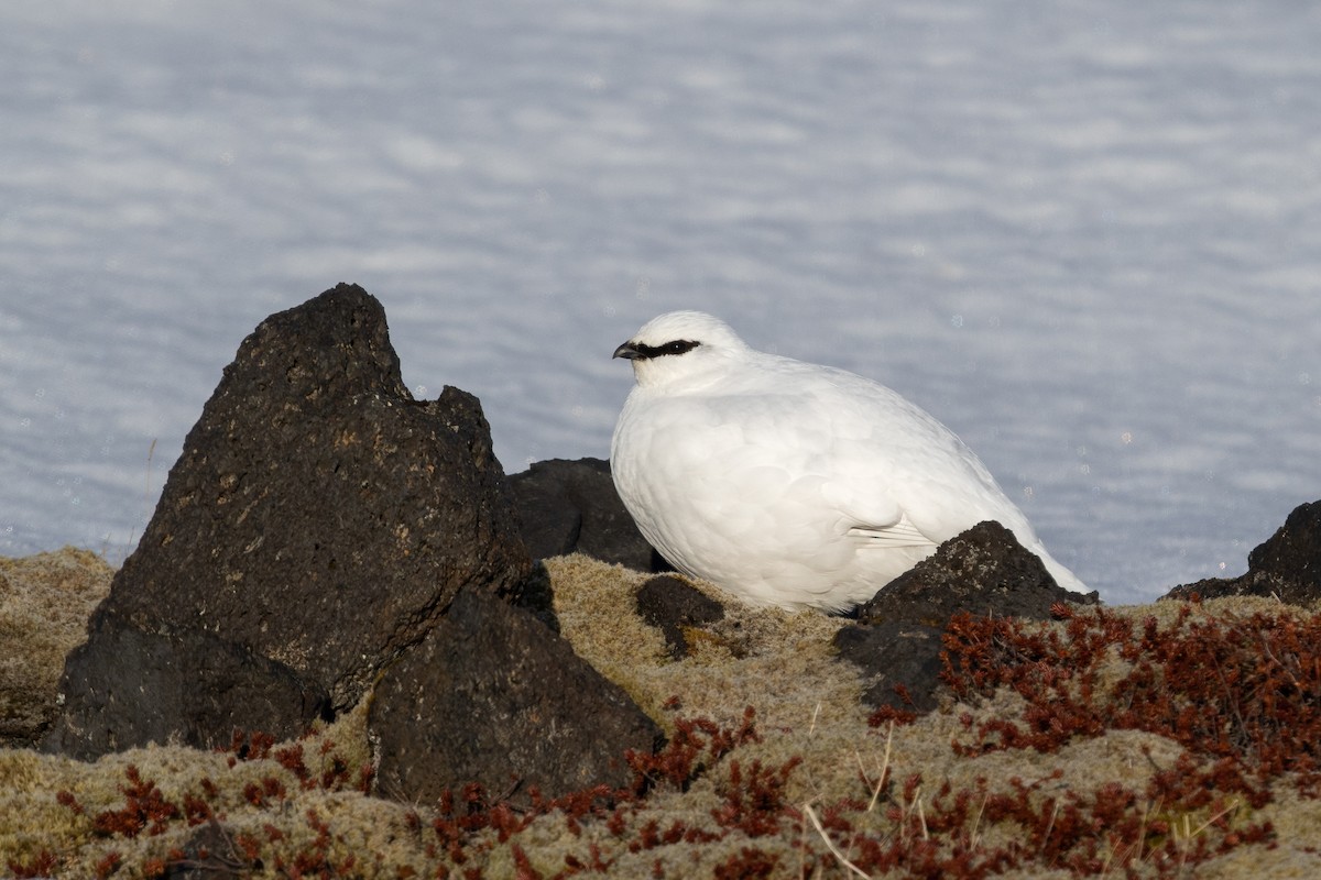 Rock Ptarmigan - ML645745518