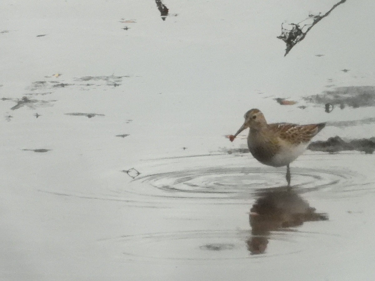 Pectoral Sandpiper - ML645745520