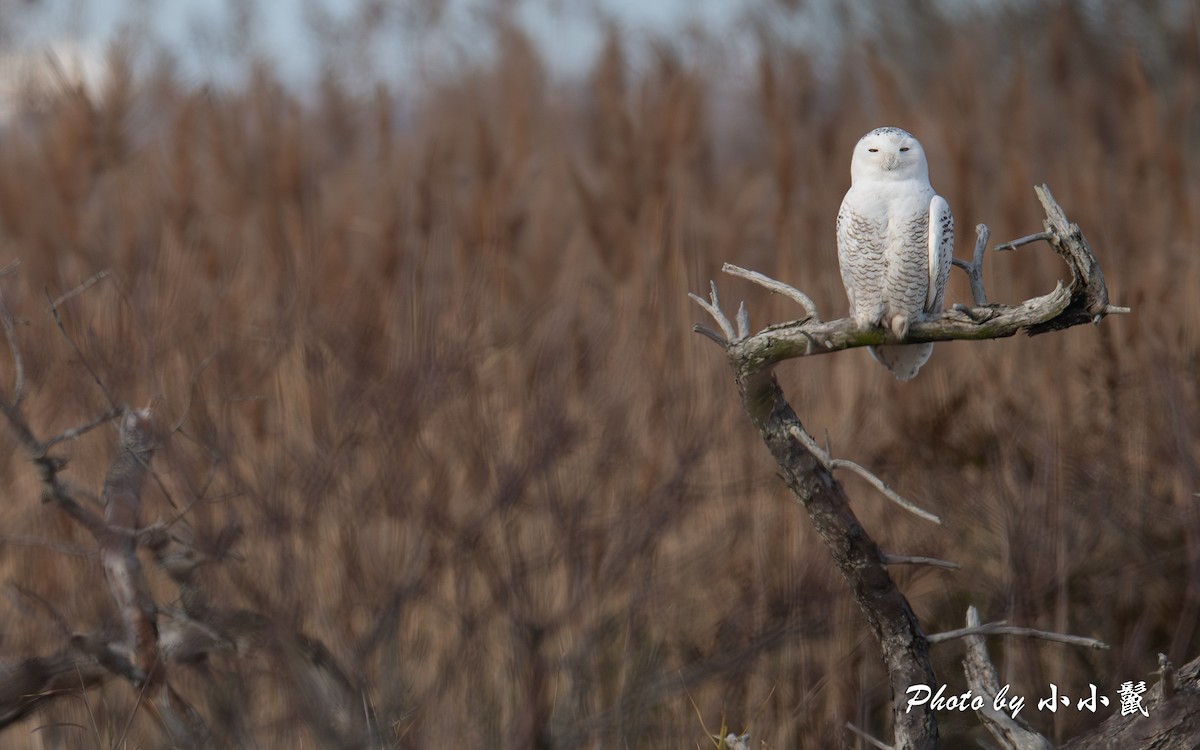 Snowy Owl - ML645745529