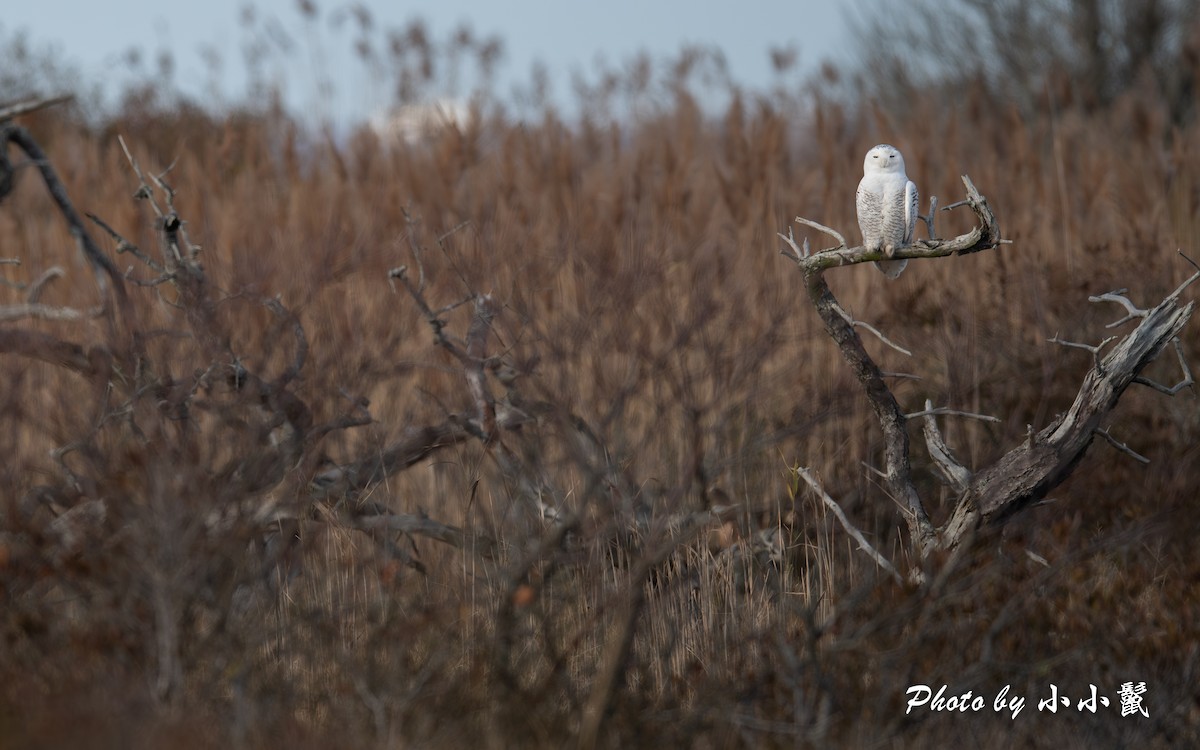 Snowy Owl - ML645745530