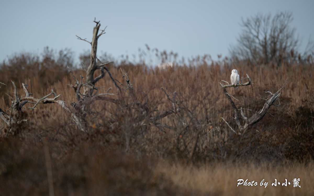 Snowy Owl - ML645745531