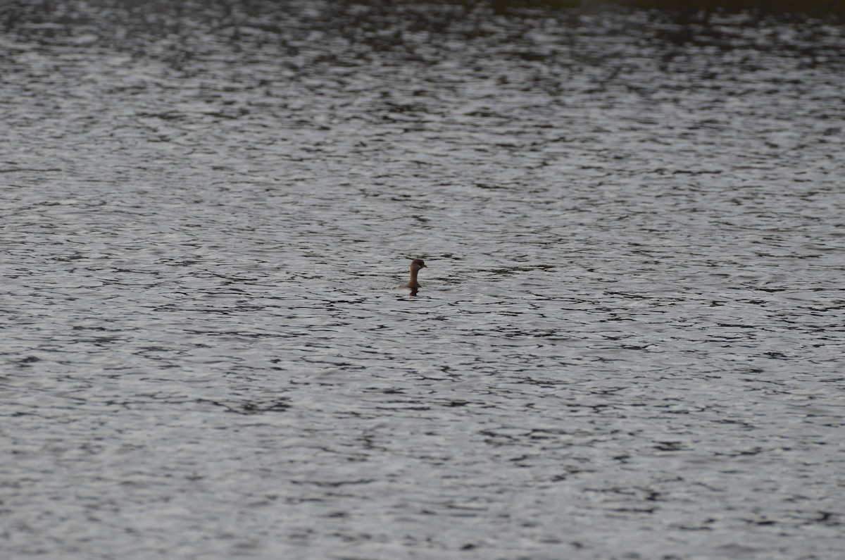Ring-billed Gull - ML645745538