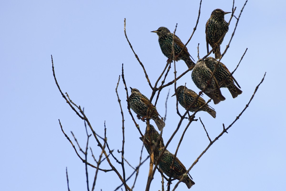 European Starling - ML645745540
