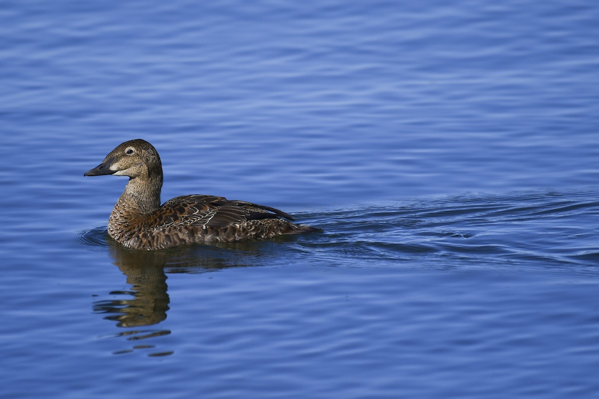 King Eider - ML645745553