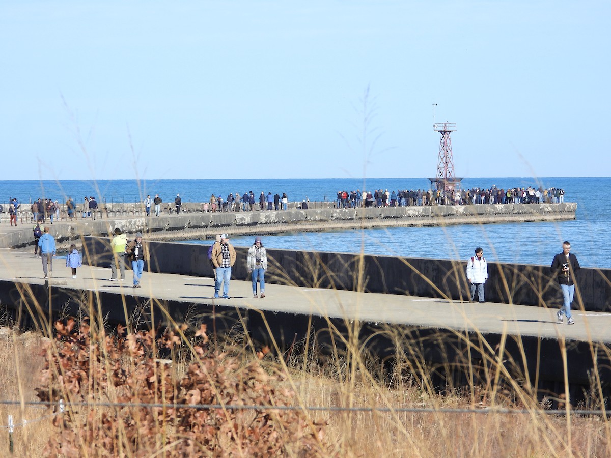 Snowy Owl - ML645745560
