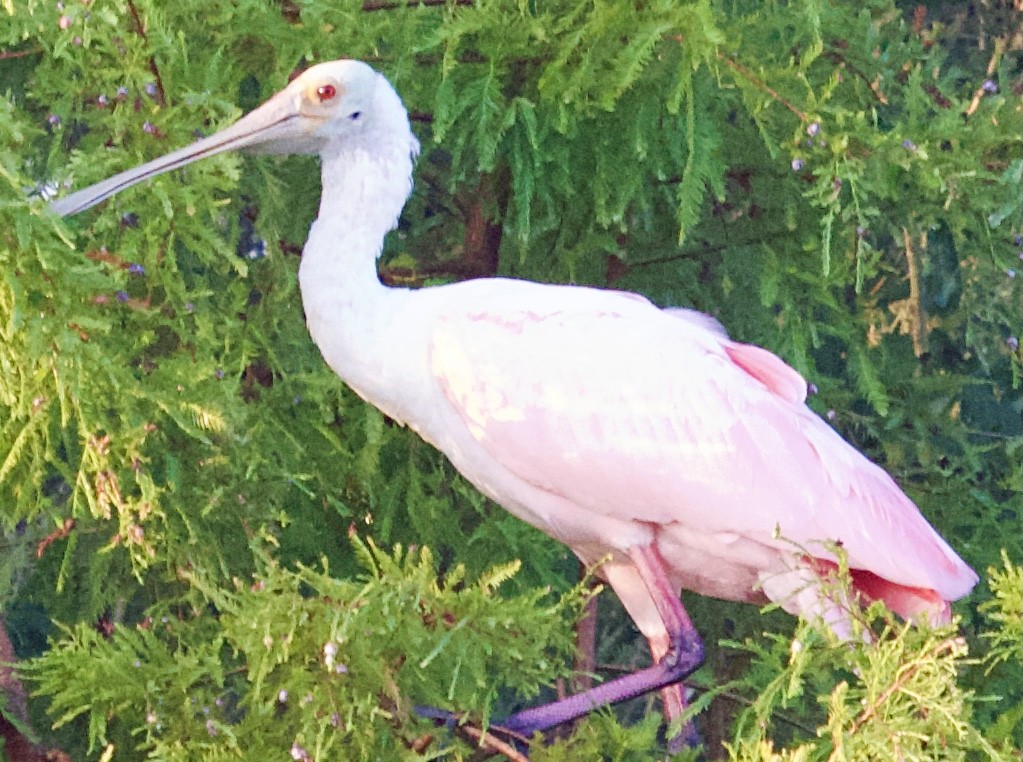 Roseate Spoonbill - ML645745565