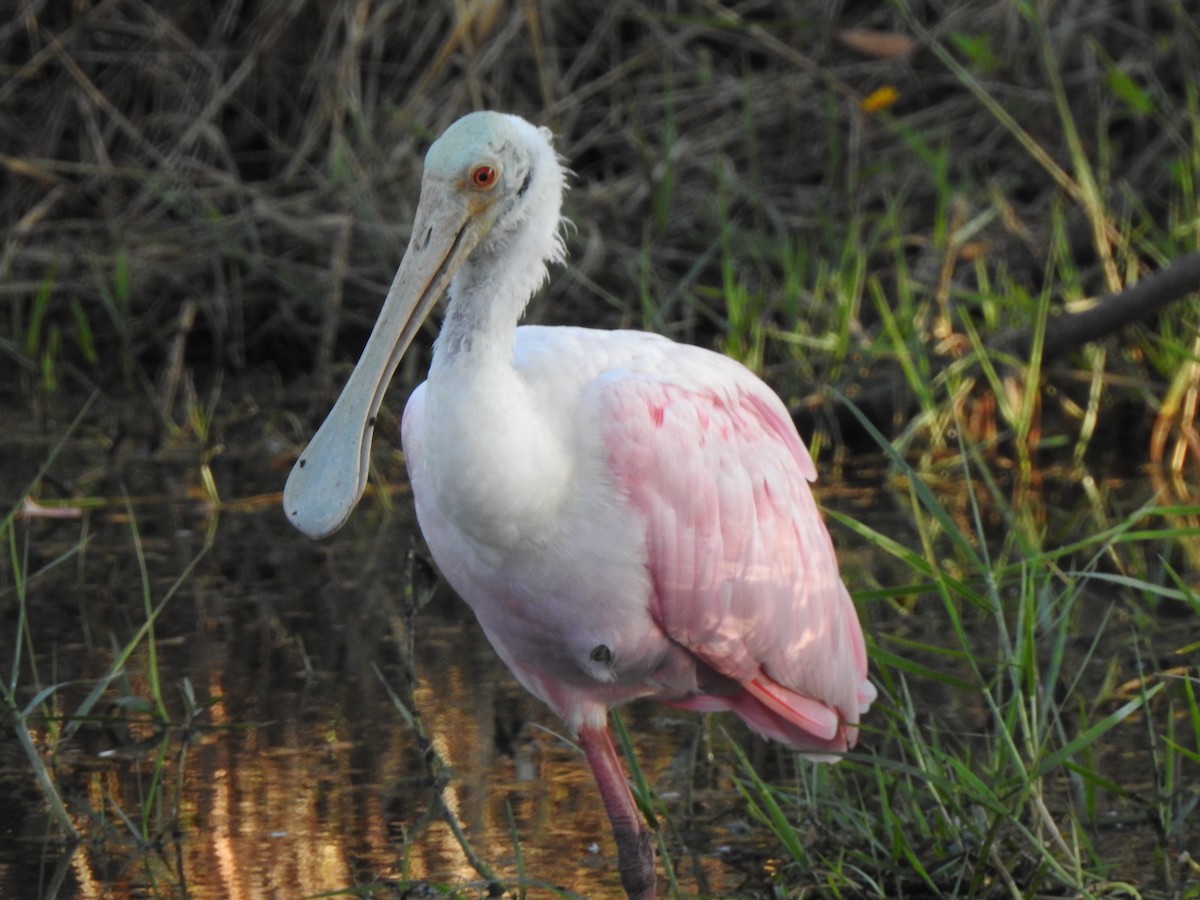 Roseate Spoonbill - ML645745567