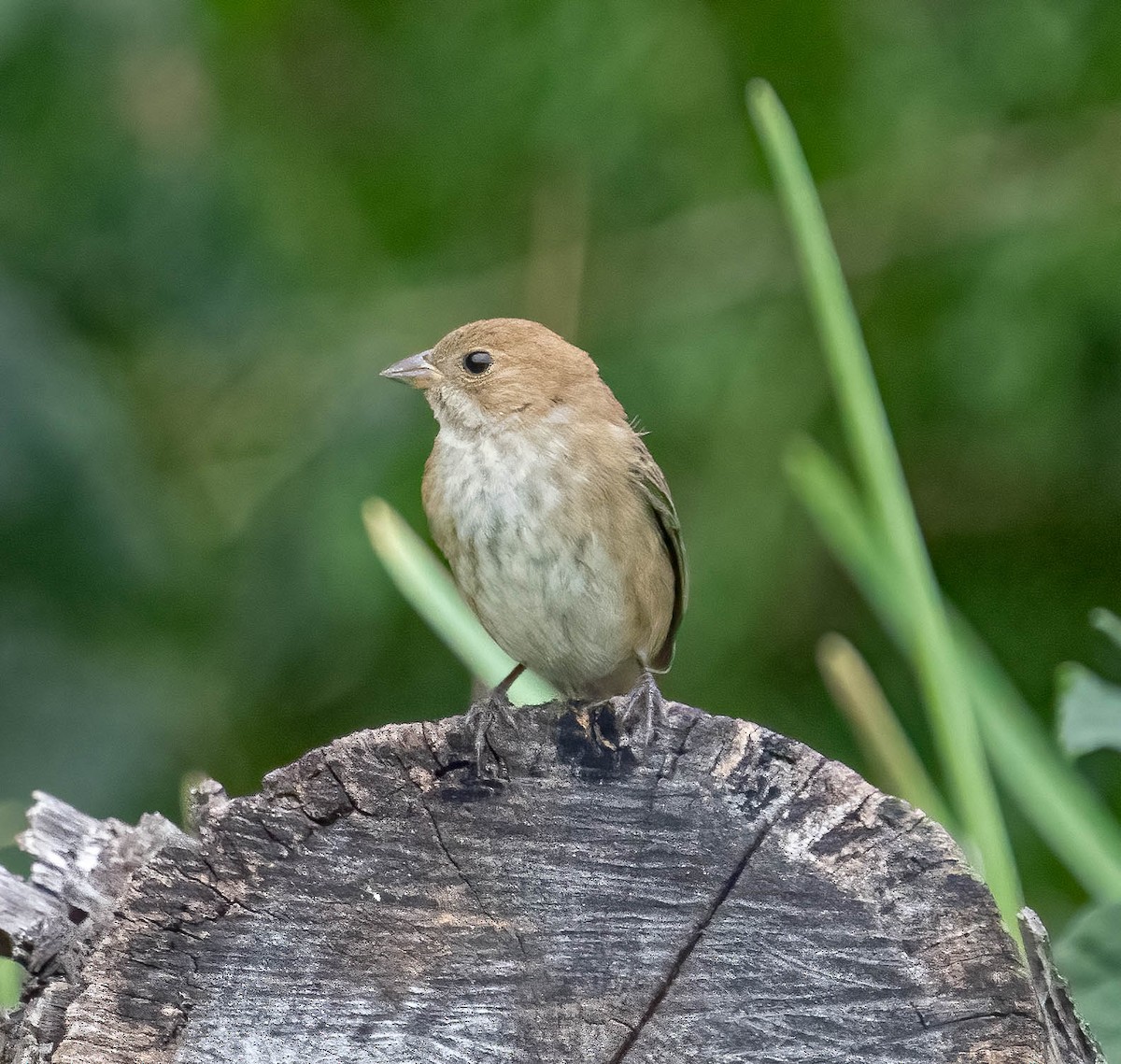 Indigo Bunting - ML645745571