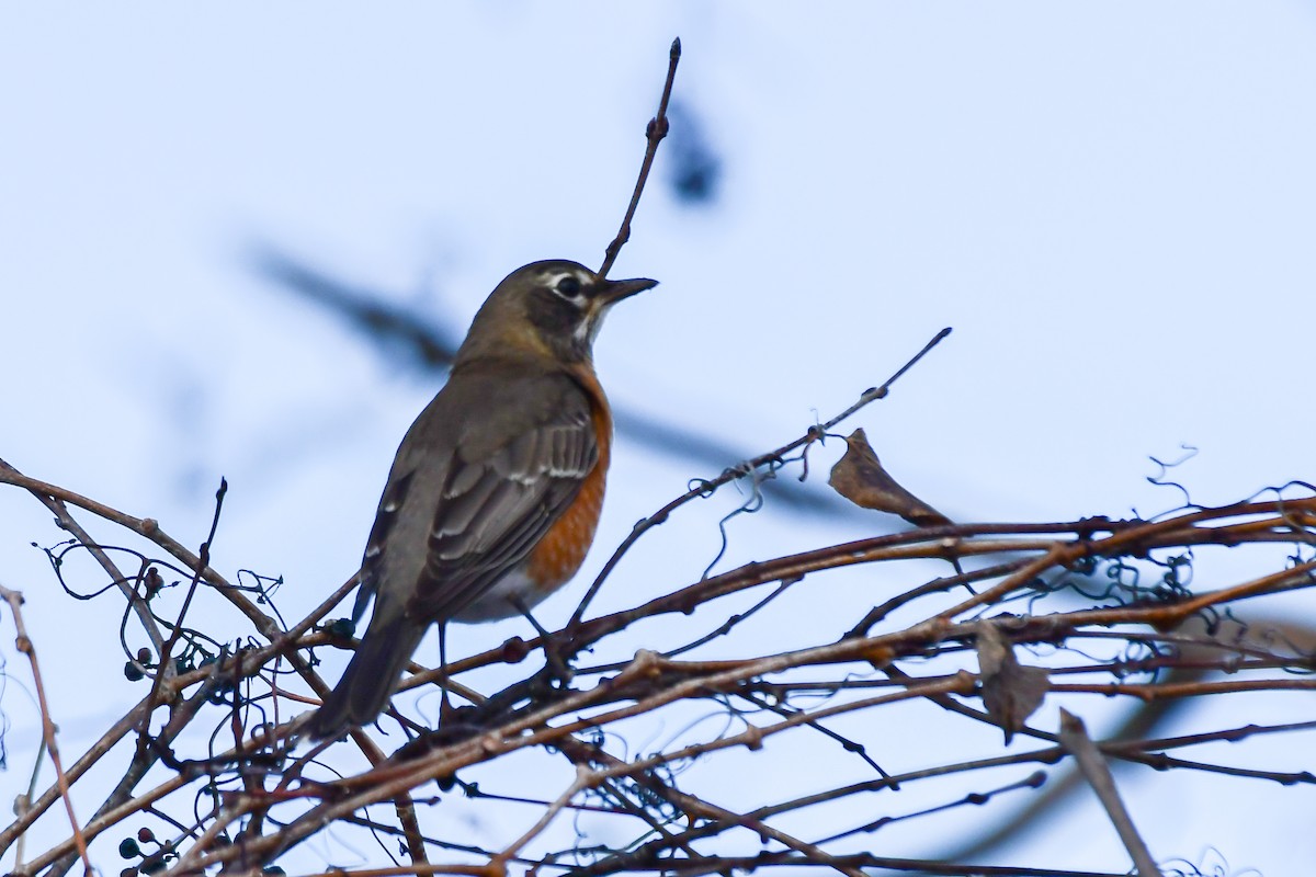American Robin - ML645745580