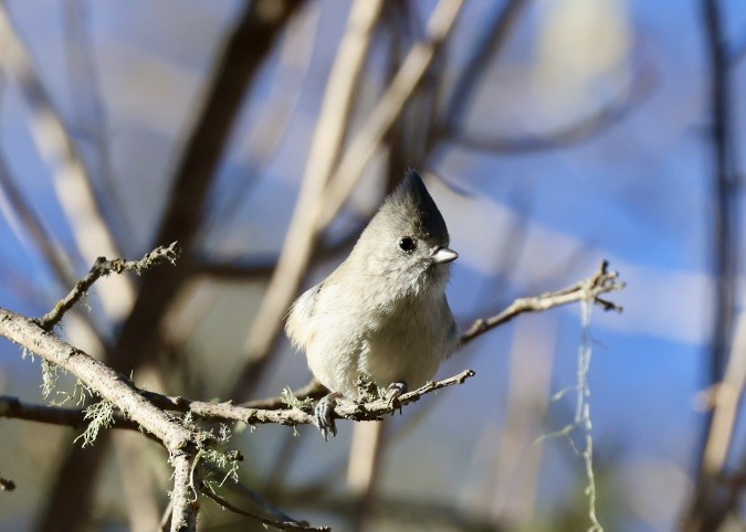 Oak Titmouse - ML645745583