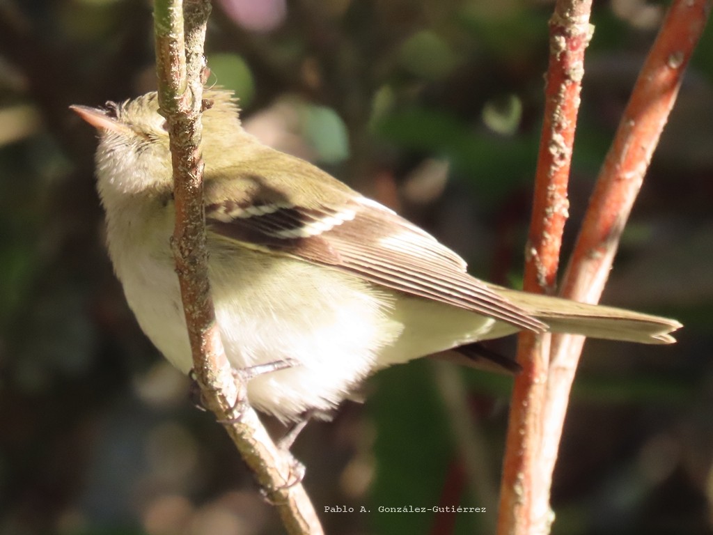 White-crested Elaenia - ML645745601