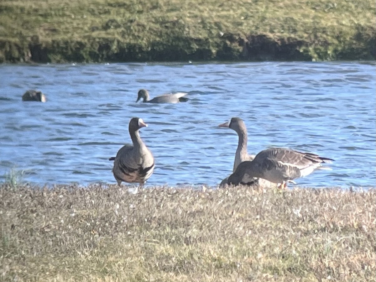 Greater White-fronted Goose - ML645745613