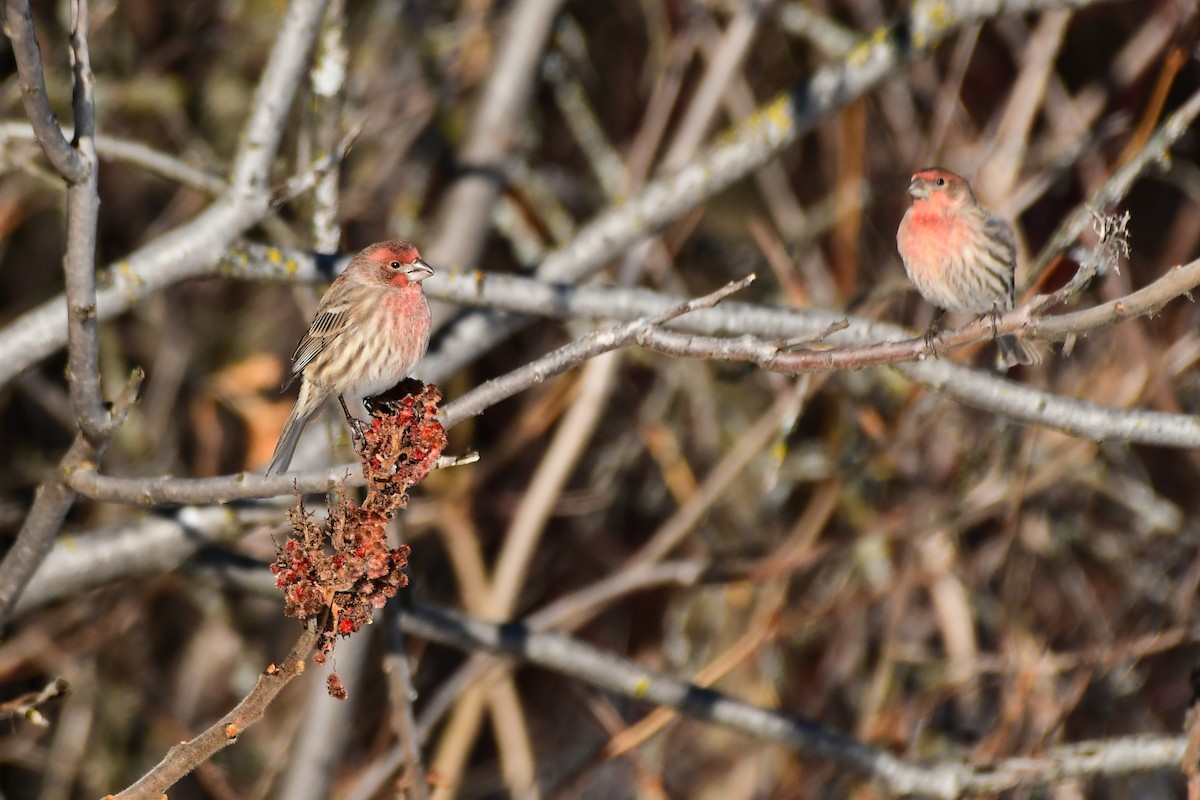 House Finch - ML645745616