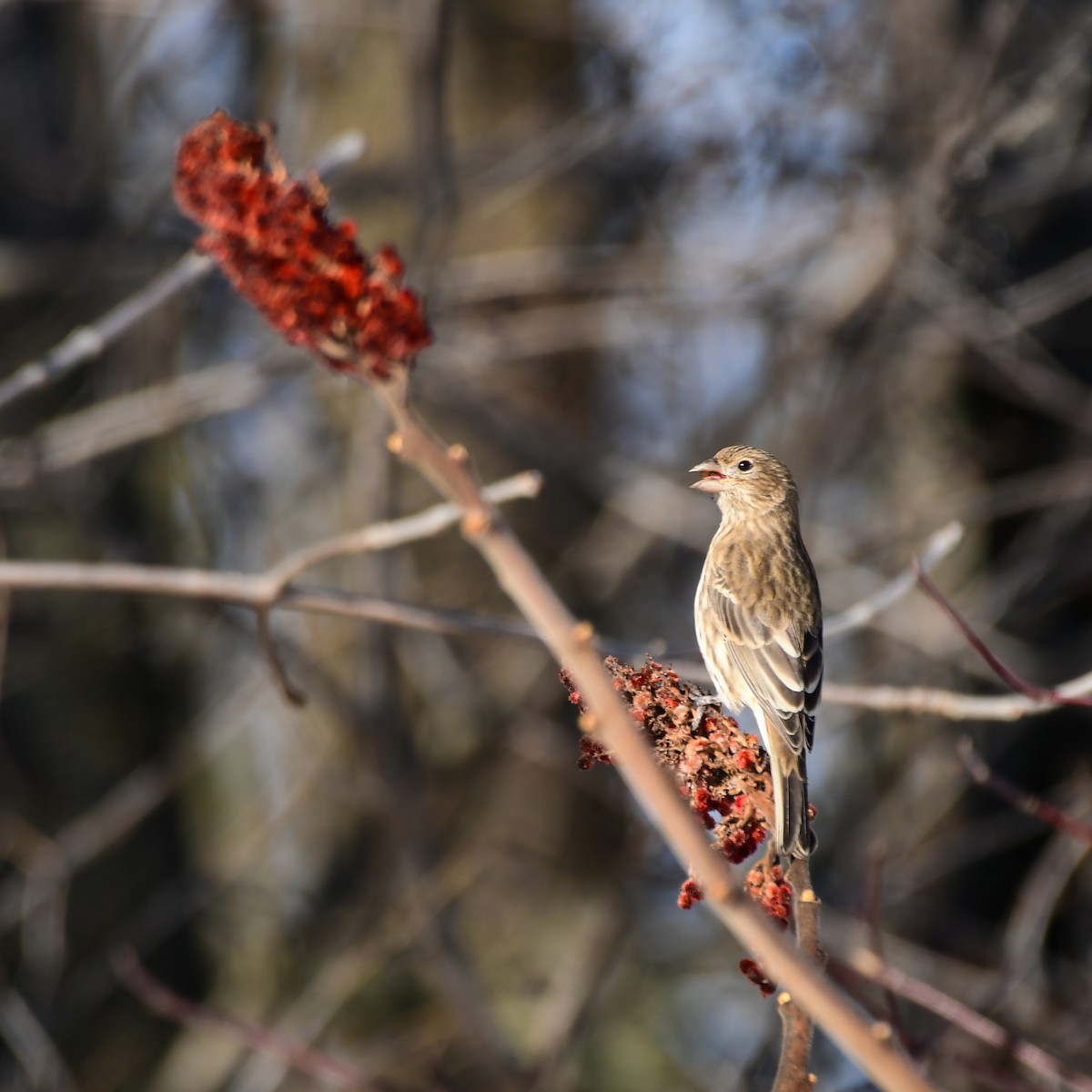 House Finch - ML645745617