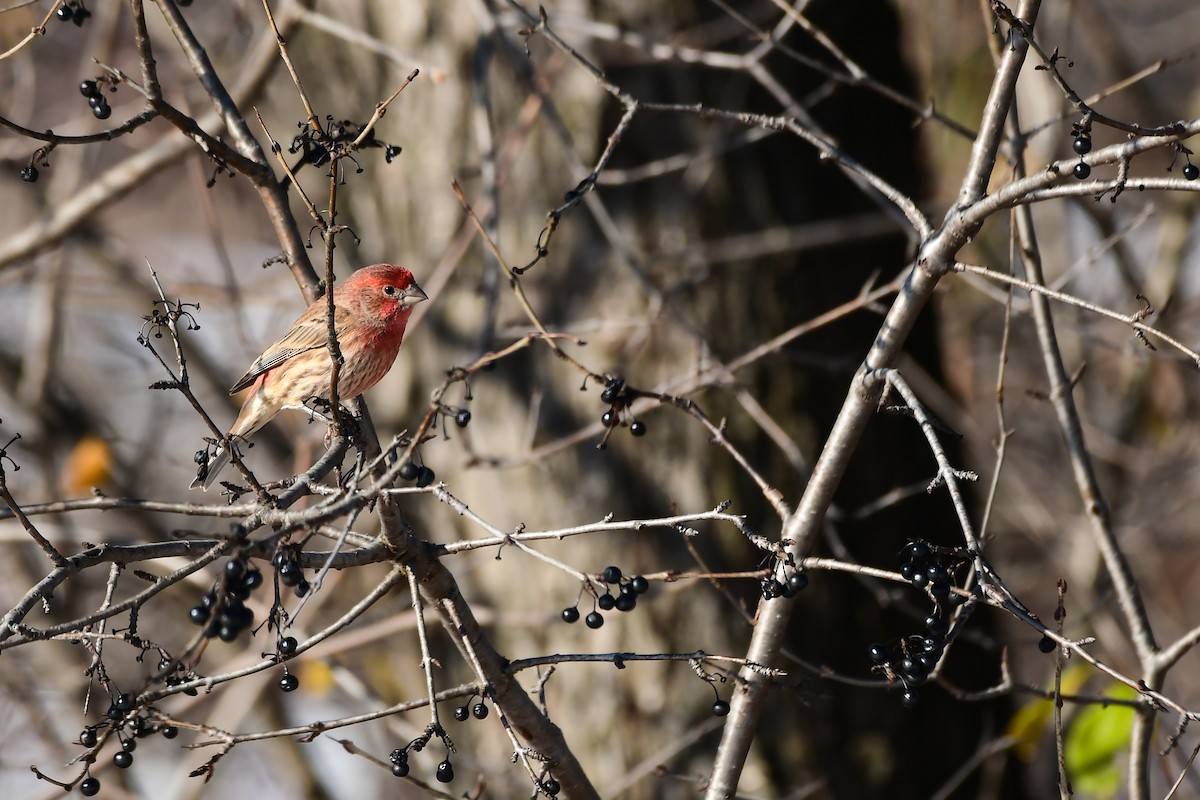 House Finch - ML645745618