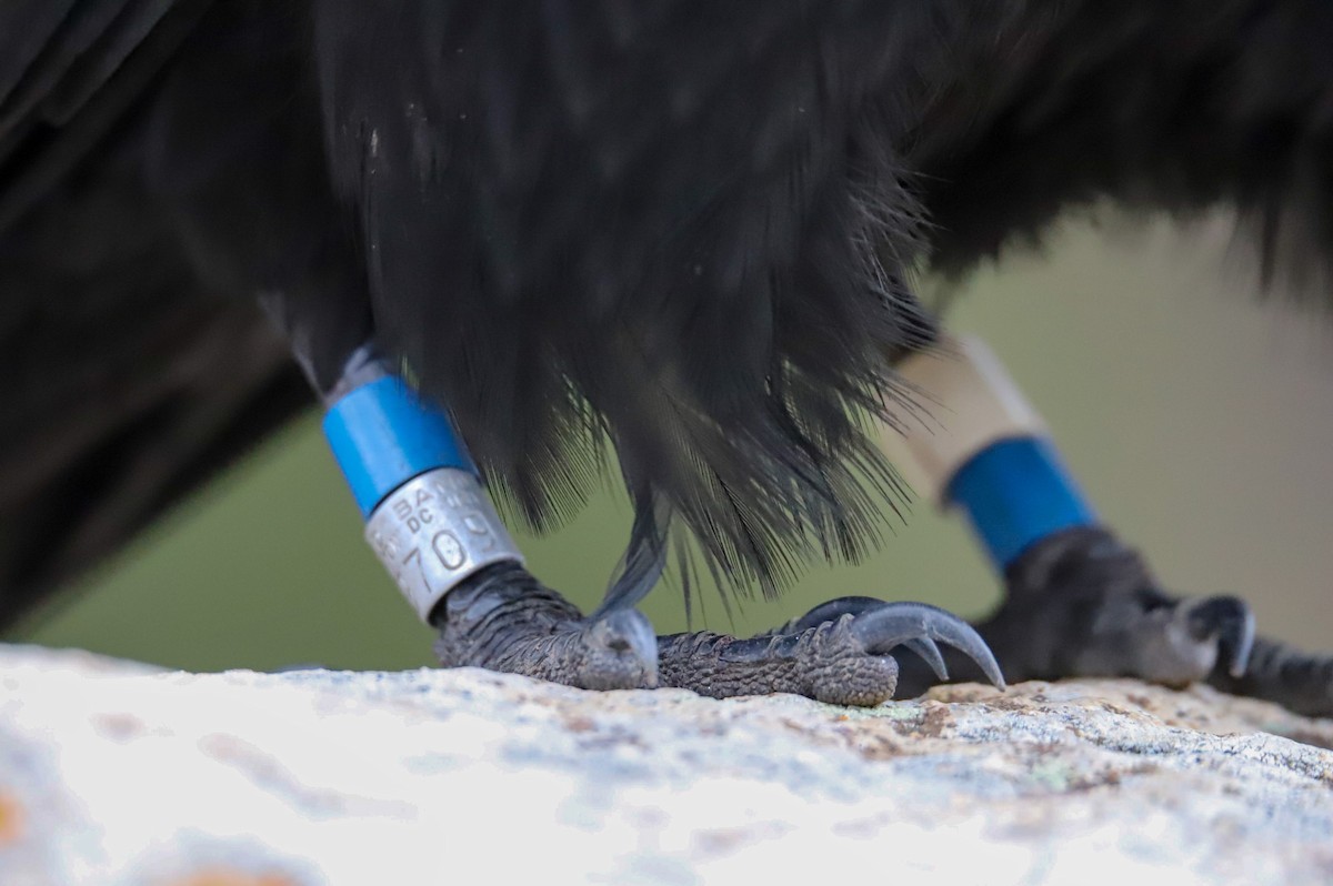 עורב שחור - ML645745635