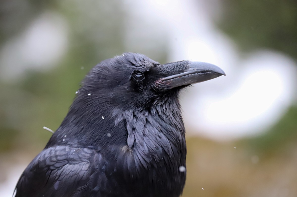 עורב שחור - ML645745636