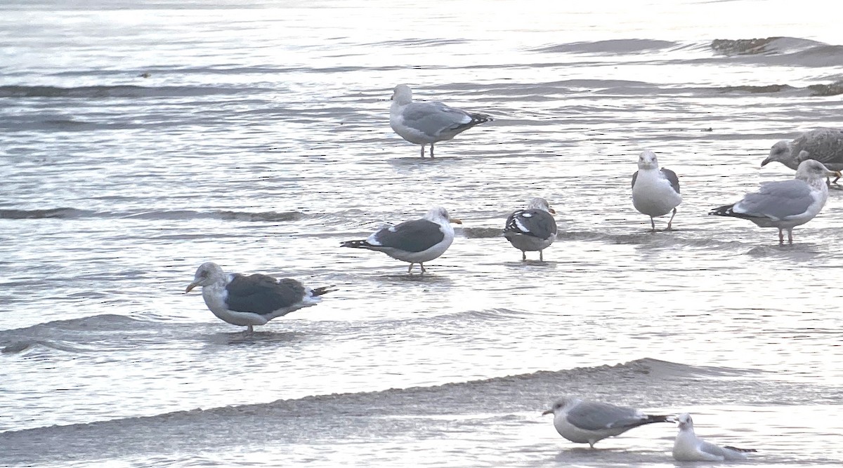 Lesser Black-backed Gull - ML645745637