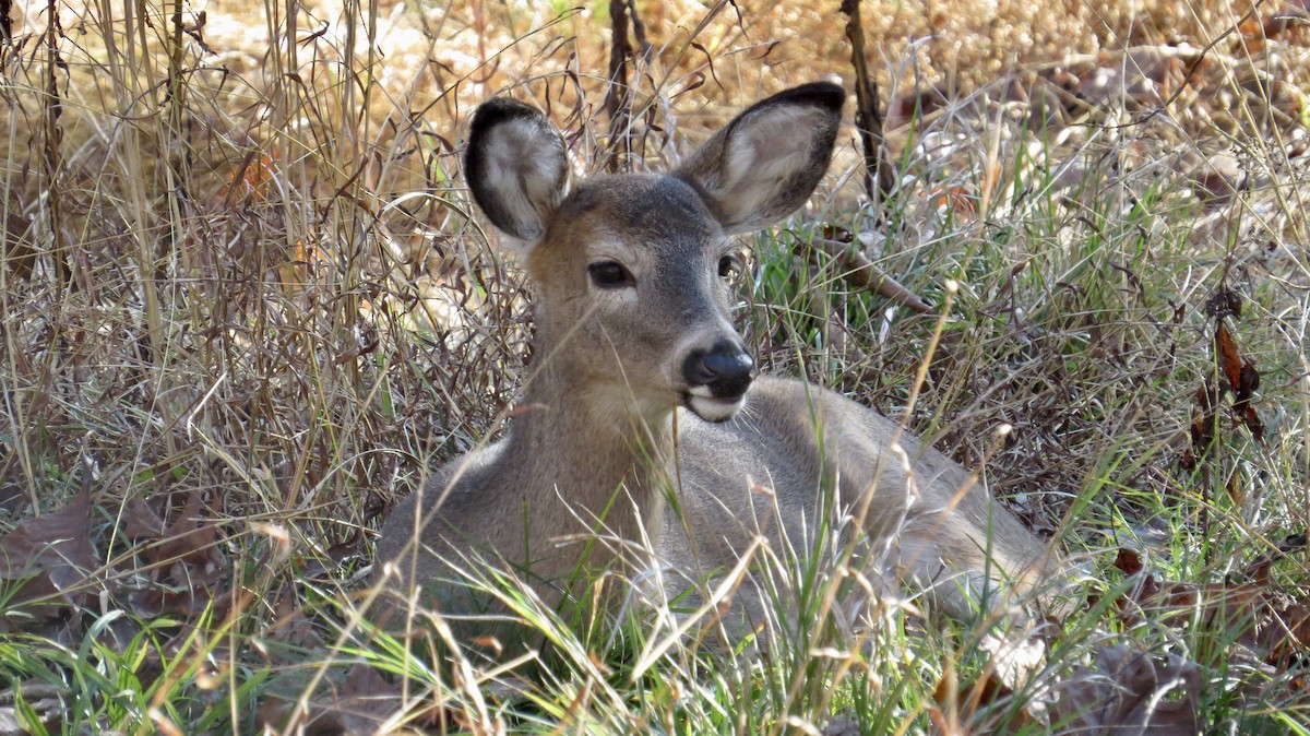 Animals - ML645745646