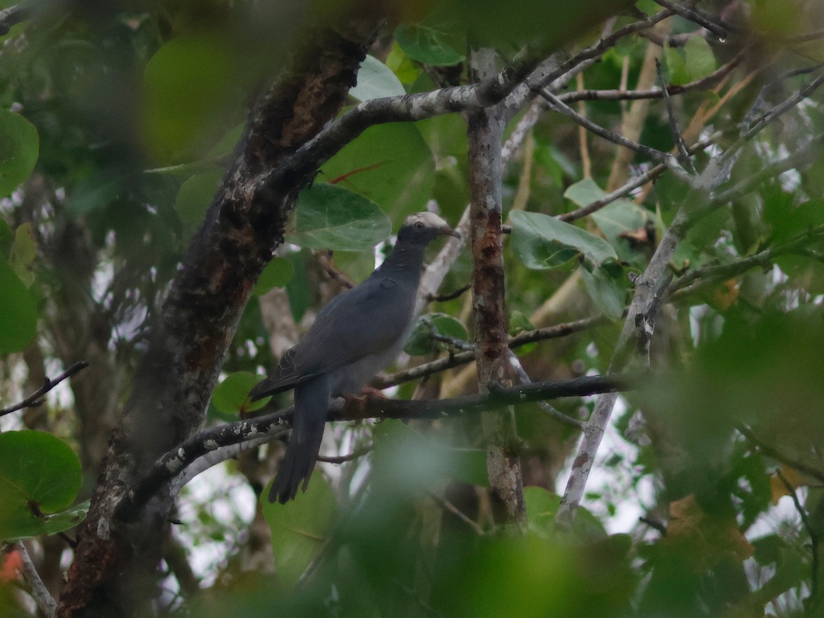 White-crowned Pigeon - ML645745648