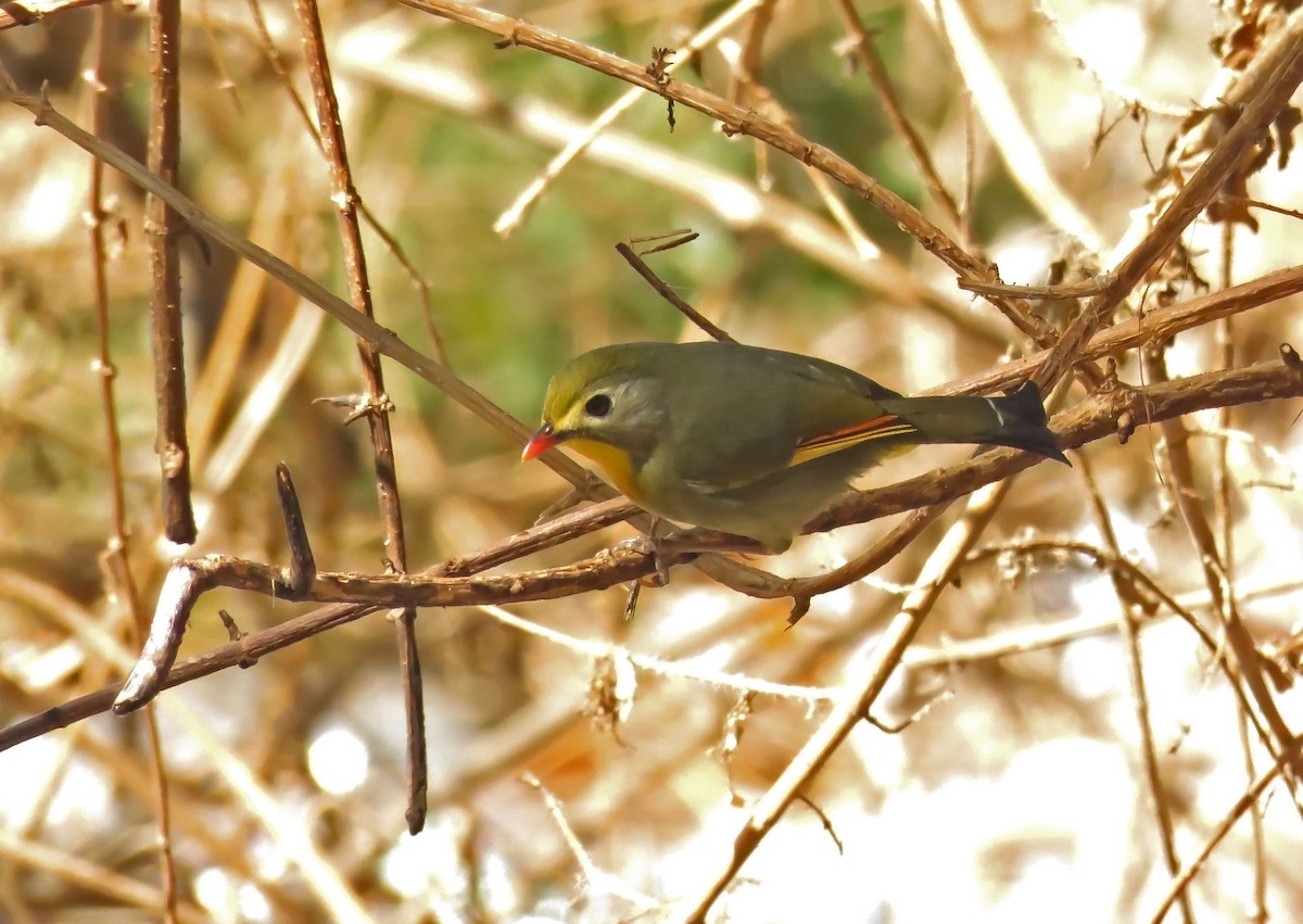 Al Gagalı Çinbülbülü - ML645745653