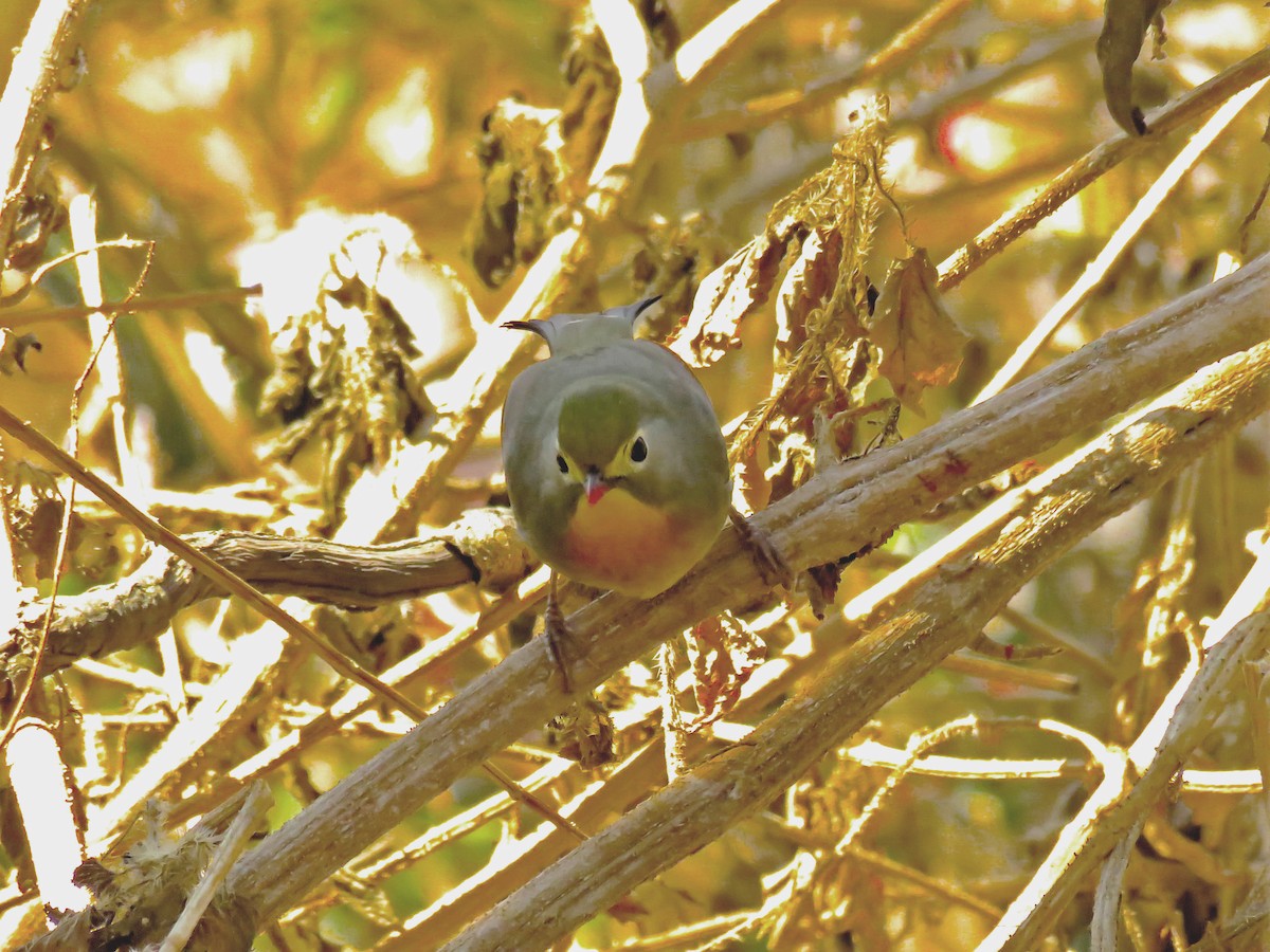 Al Gagalı Çinbülbülü - ML645745654