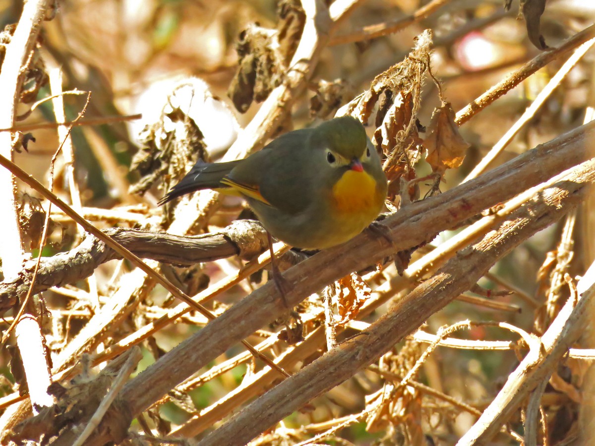 Al Gagalı Çinbülbülü - ML645745655