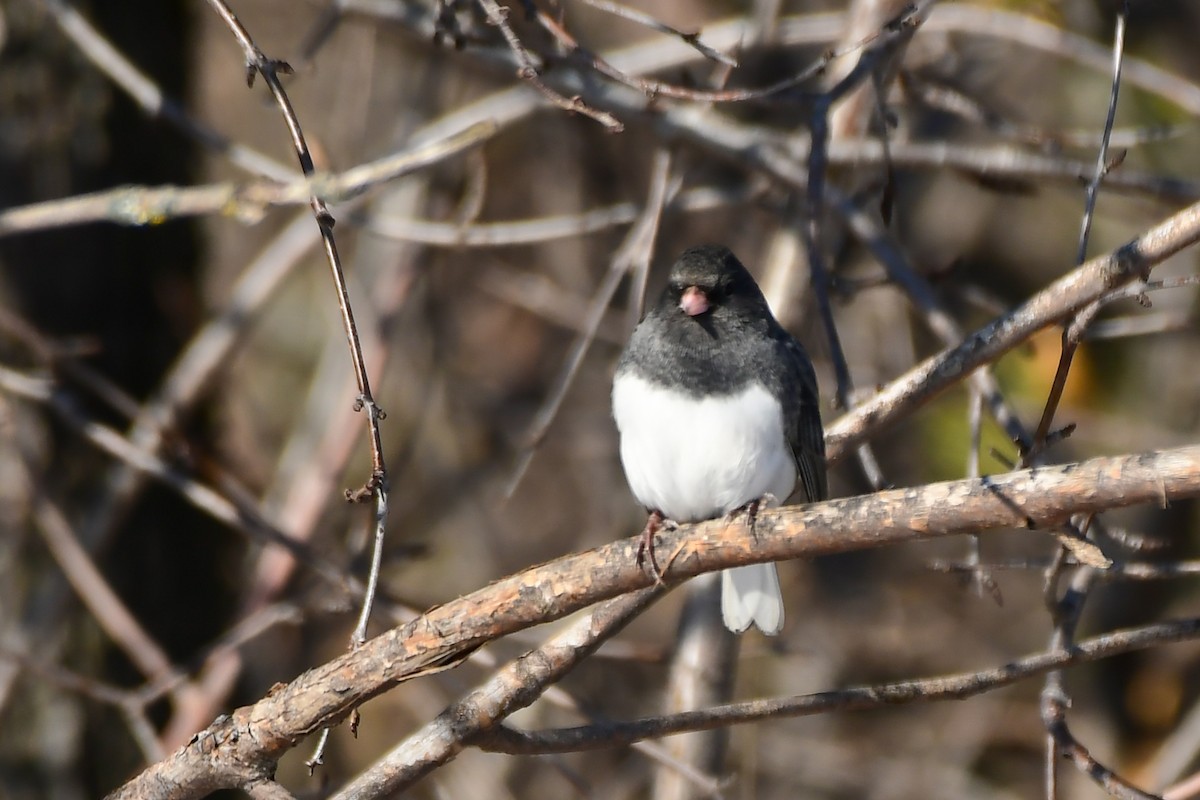 Dark-eyed Junco - ML645745657