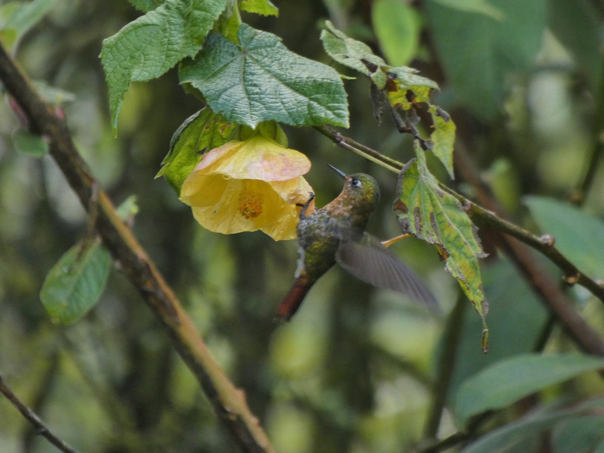 Tyrian Metaltail - ML645745660