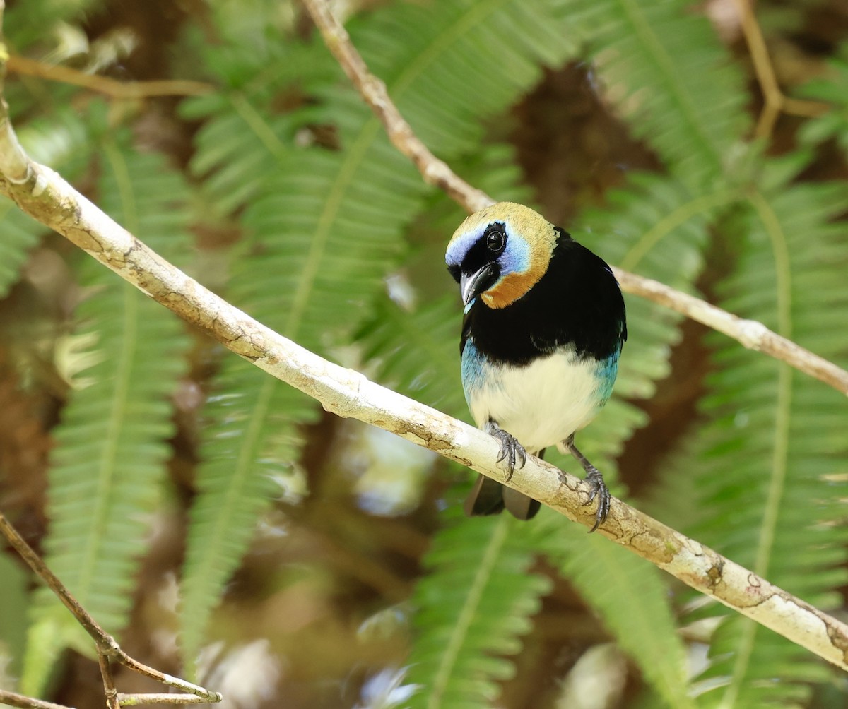 Golden-hooded Tanager - ML645745661