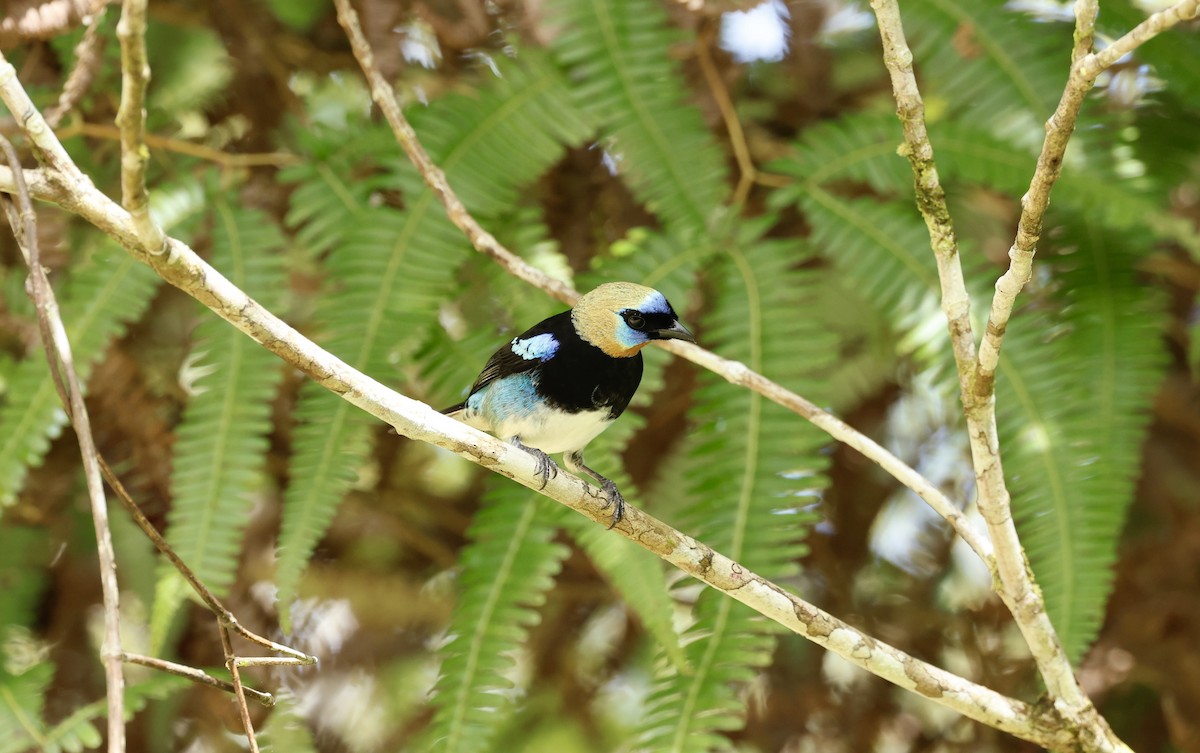 Golden-hooded Tanager - ML645745662