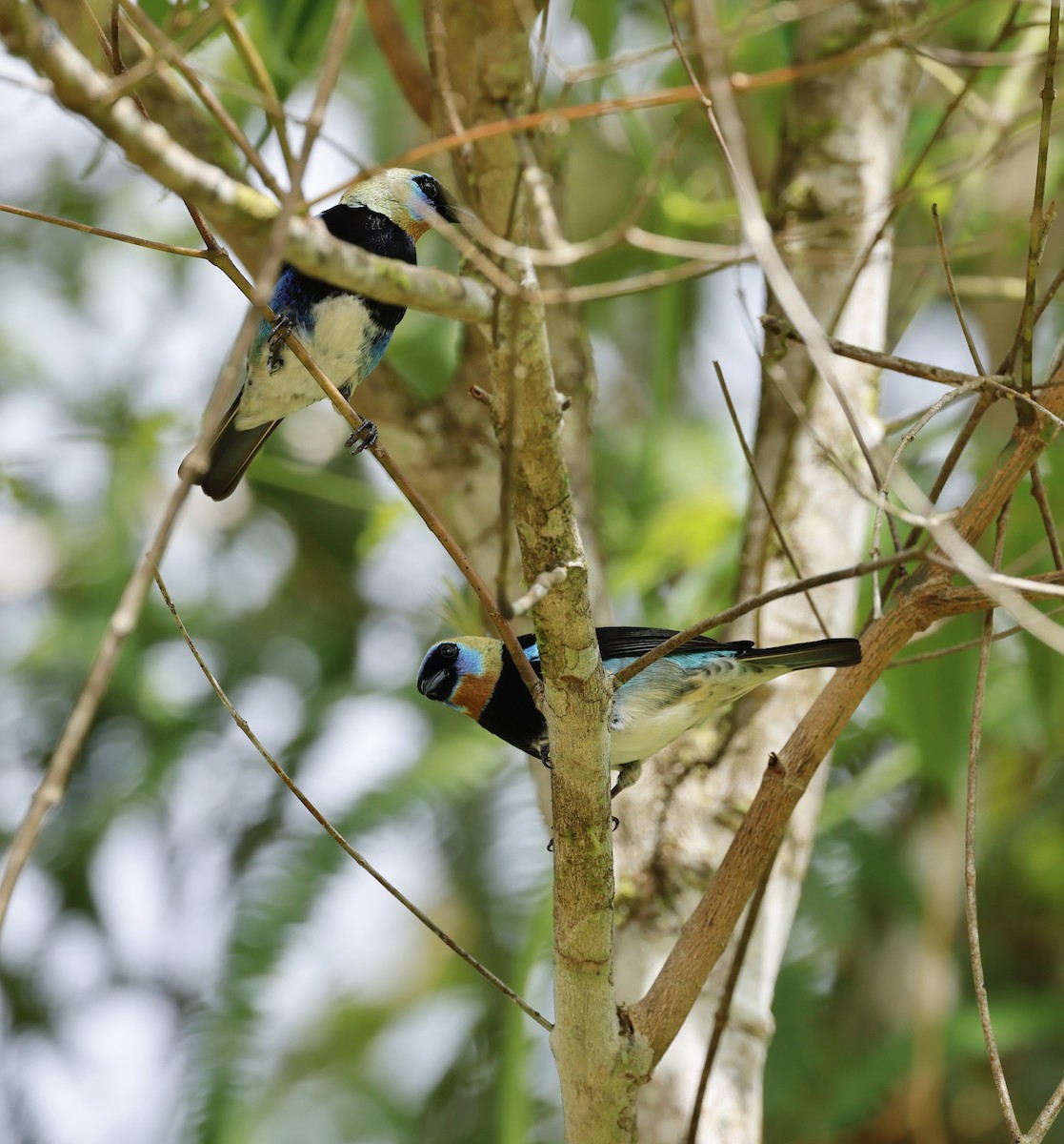 Golden-hooded Tanager - ML645745664