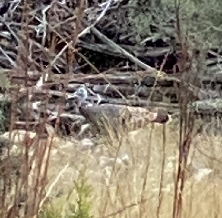 krocan divoký - ML645745665