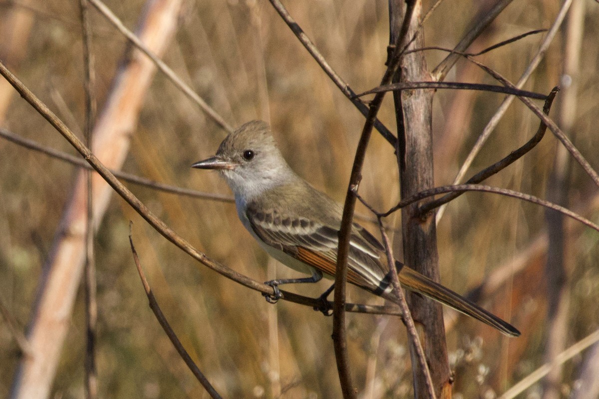 Ash-throated Flycatcher - ML645745667