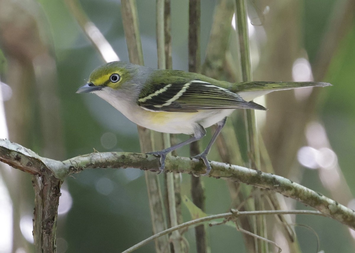 White-eyed Vireo - ML645745668