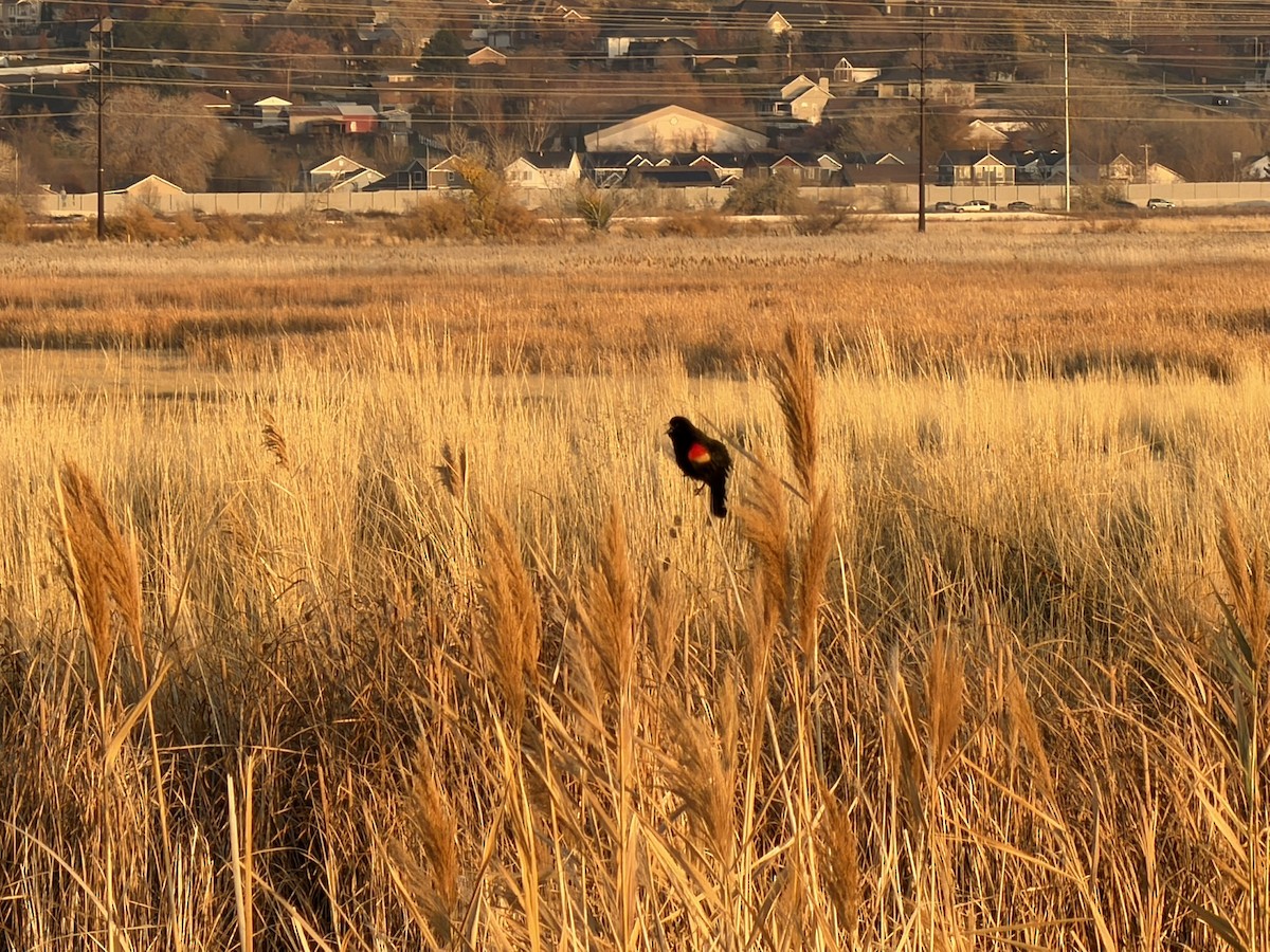Red-winged Blackbird - ML645745669