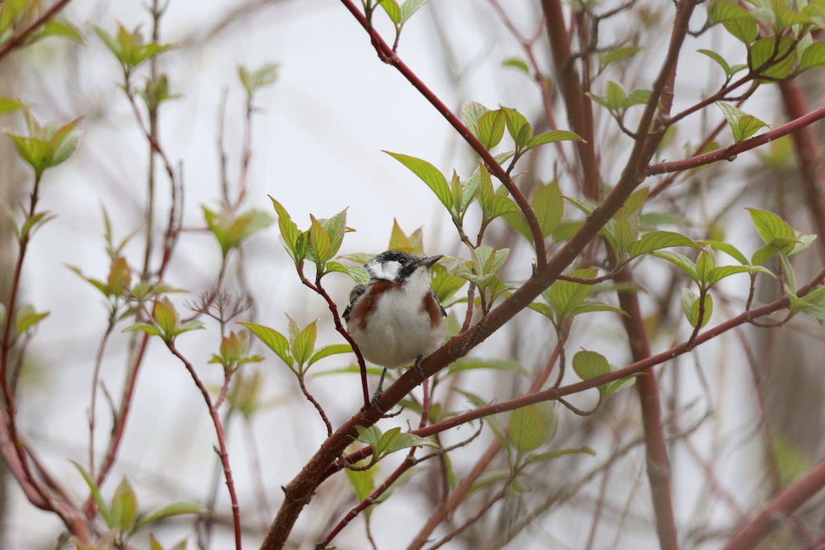 Chestnut-sided Warbler - ML645745670