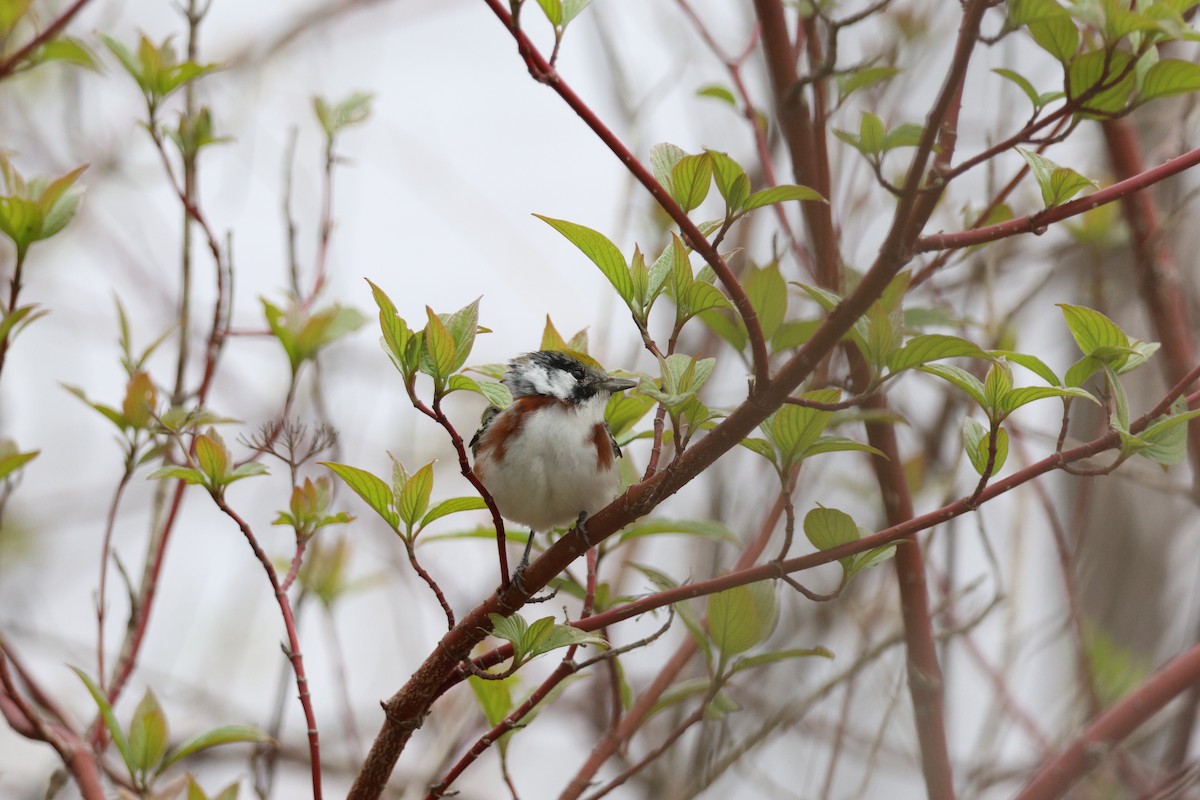 Chestnut-sided Warbler - ML645745671