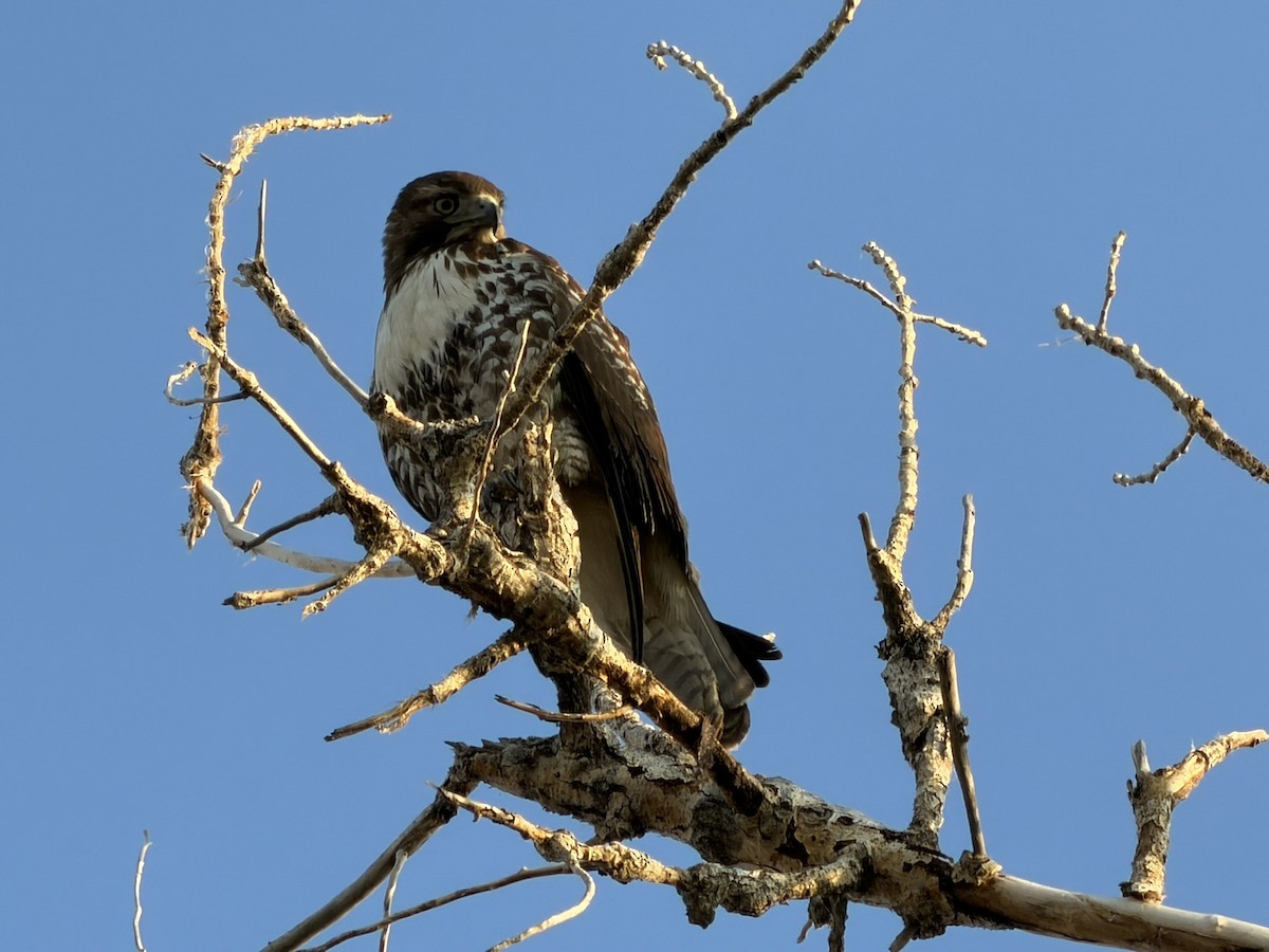 Poiana codarossa - ML645745678