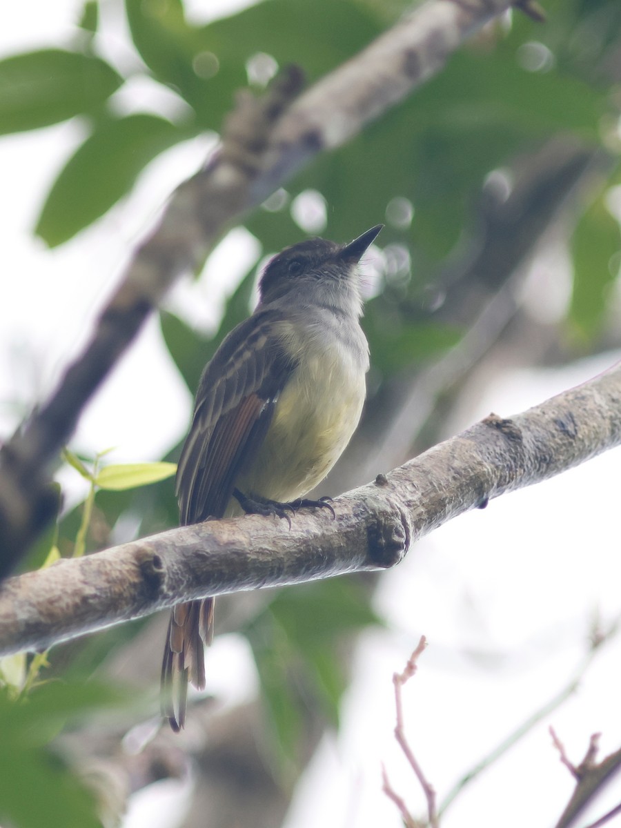 Stolid Flycatcher - ML645745684