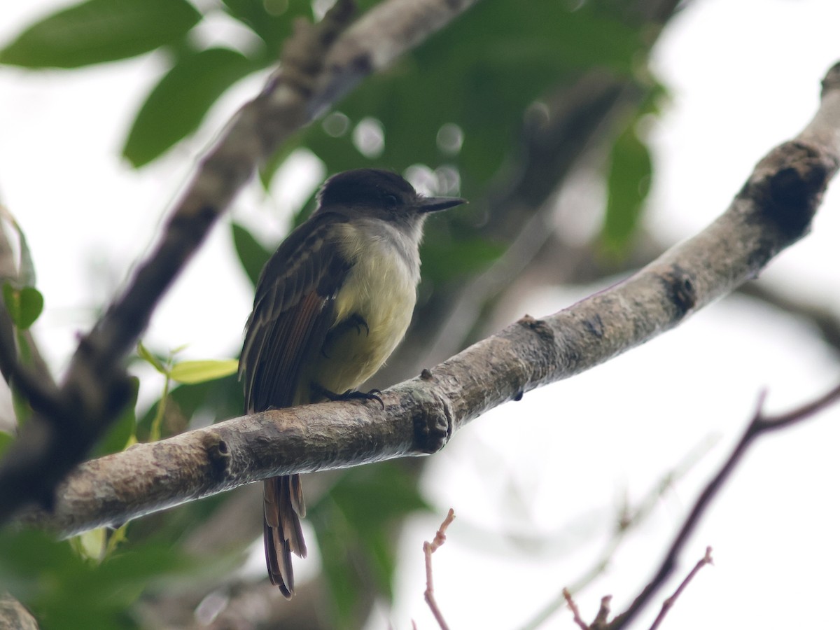 Stolid Flycatcher - ML645745686