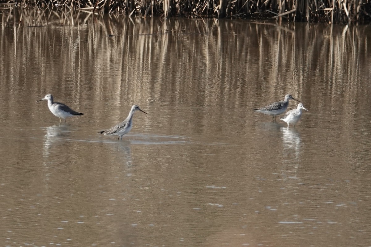 Greater Yellowlegs - ML645745687