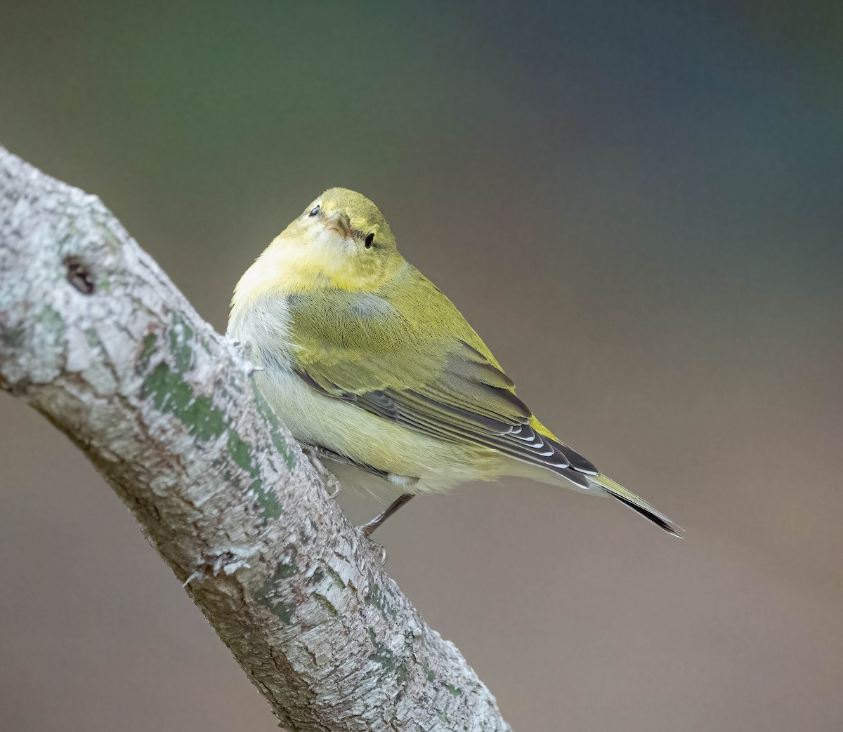 Tennesse Ötleğeni - ML645745690