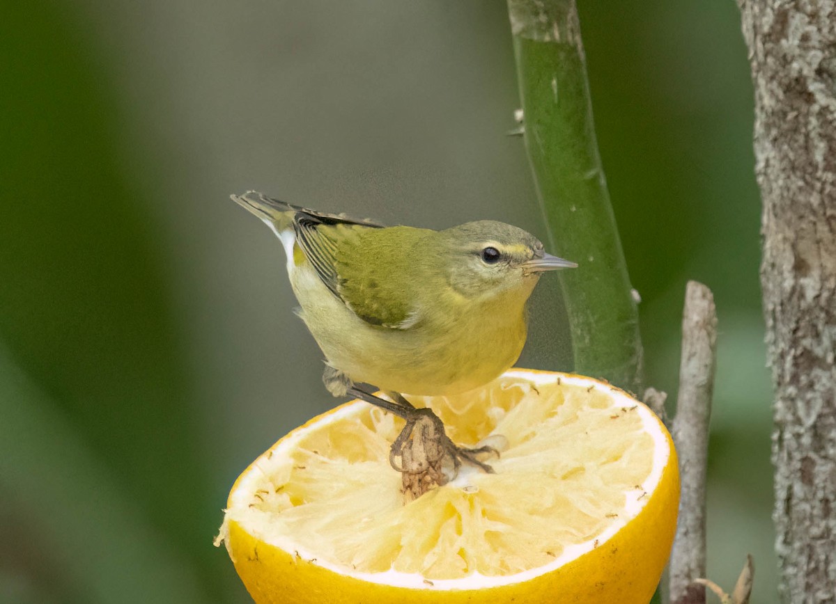 Tennesse Ötleğeni - ML645745691