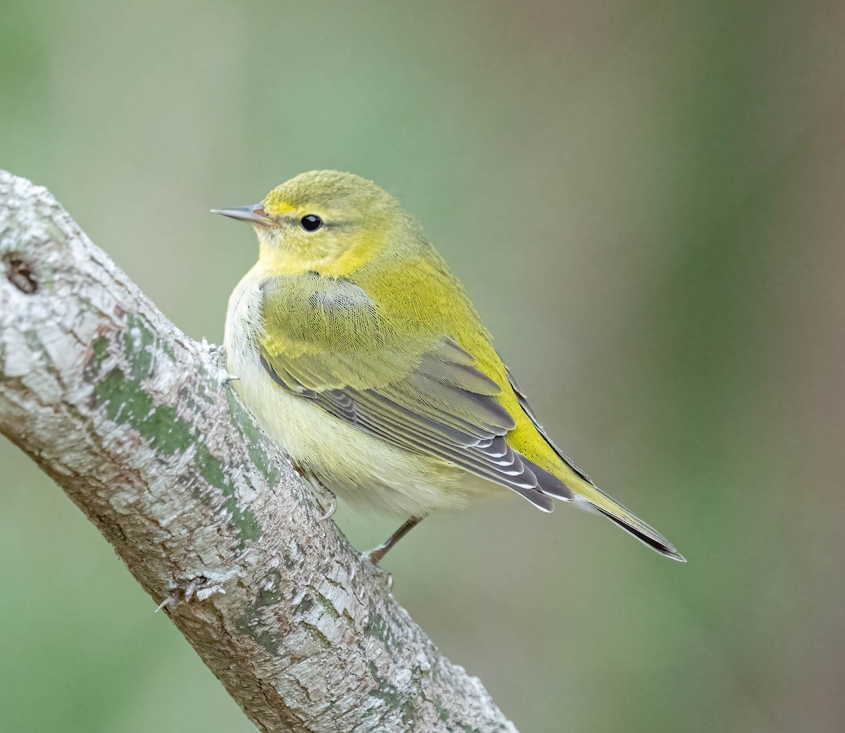 Tennesse Ötleğeni - ML645745692