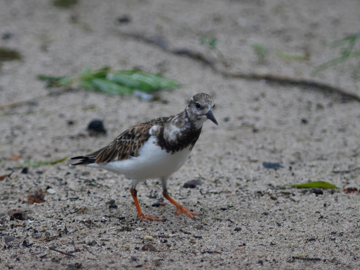 Ruddy Turnstone - ML645745701